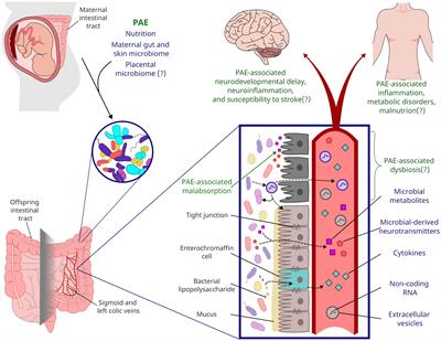 Microbiota and nutrition as risk and resiliency factors following prenatal alcohol exposure